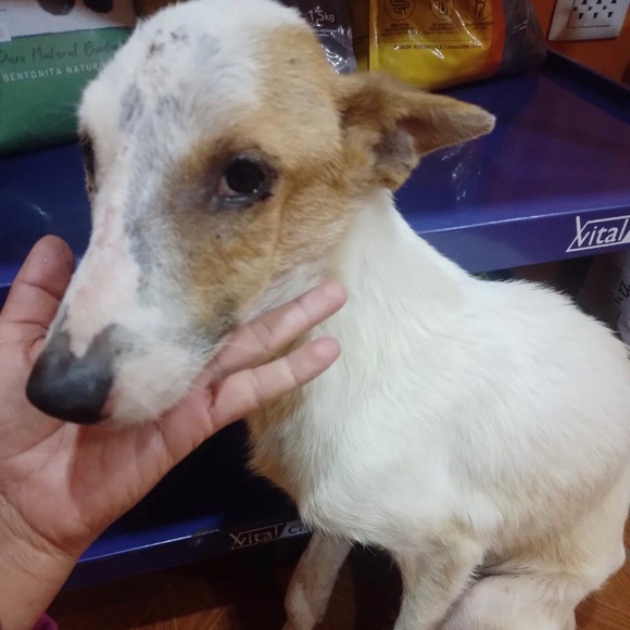 Here are some of my rescues ❤️ will add pics of every saved animal 🙏 - Picture 5 of 12